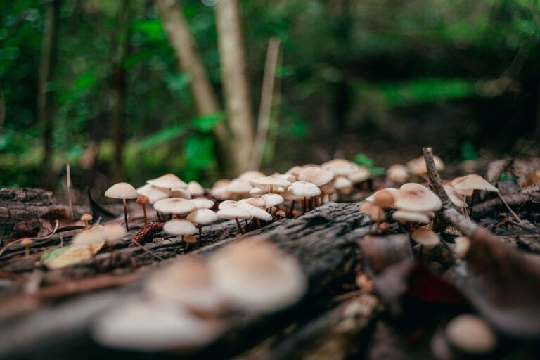 Tours de Merle balade nature et champignons 2