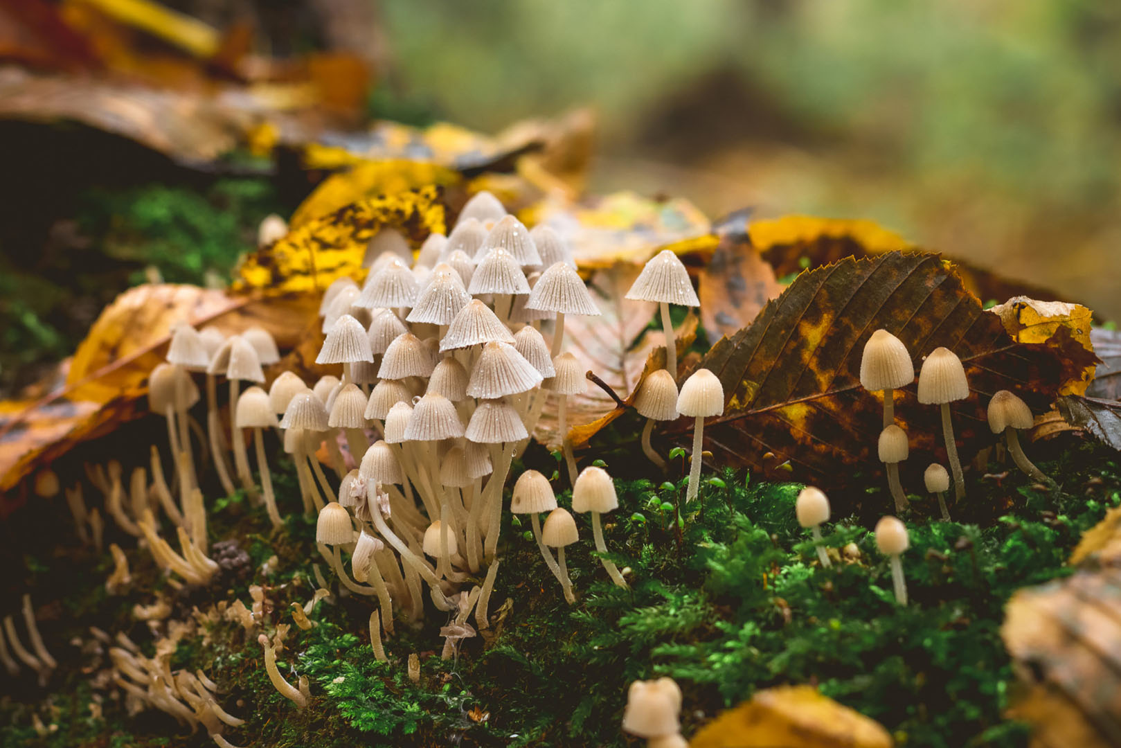 Tours de Merle balade nature et champignons