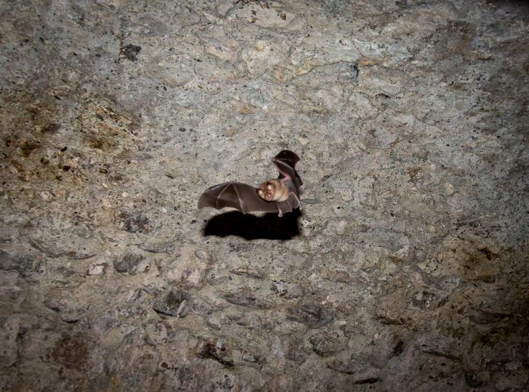 Chauves souris vole@PierreLeygonie