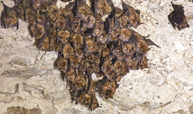 Chauves souris@PhilippeLebrun(2)