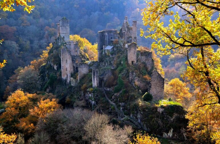 Merle à l'automne ©B.Bardi