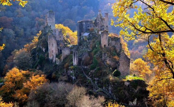 Merle à l'automne ©B.Bardi